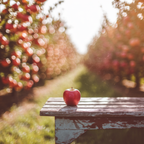 Apple Harvest